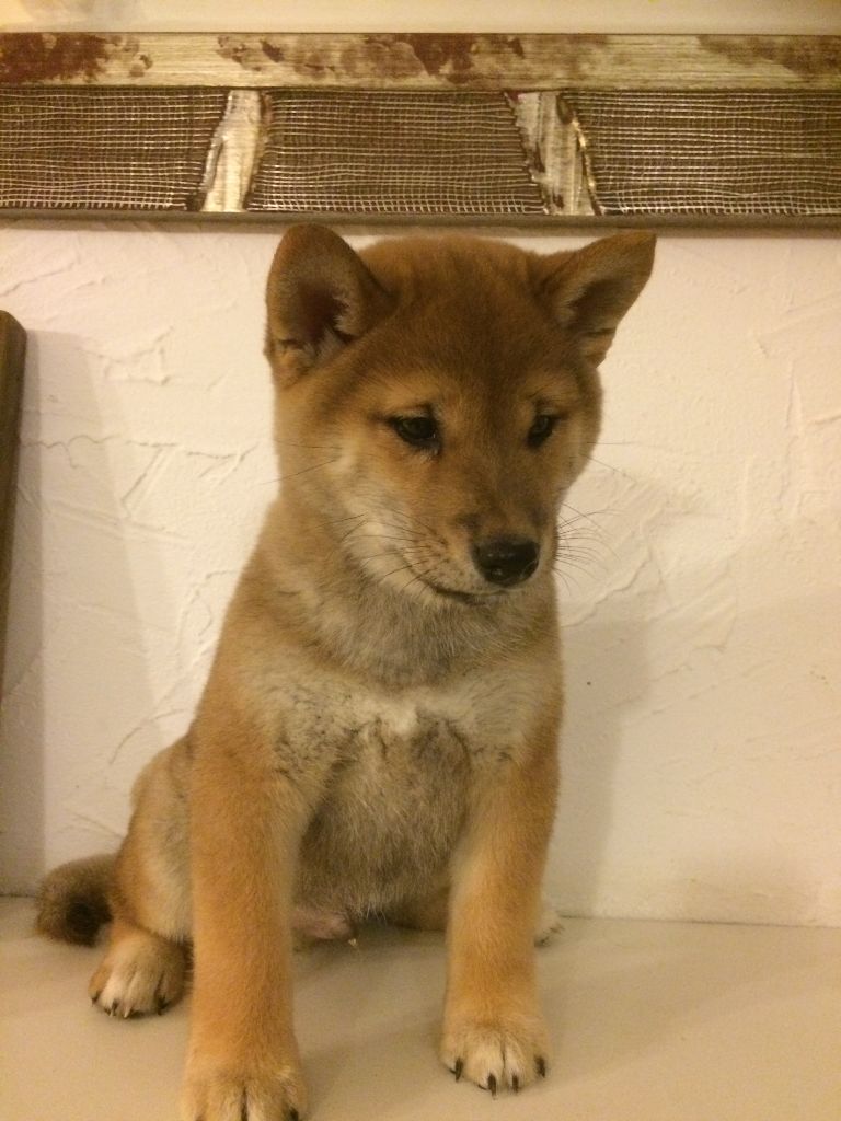 Jin et ses chiots - Portée 2016