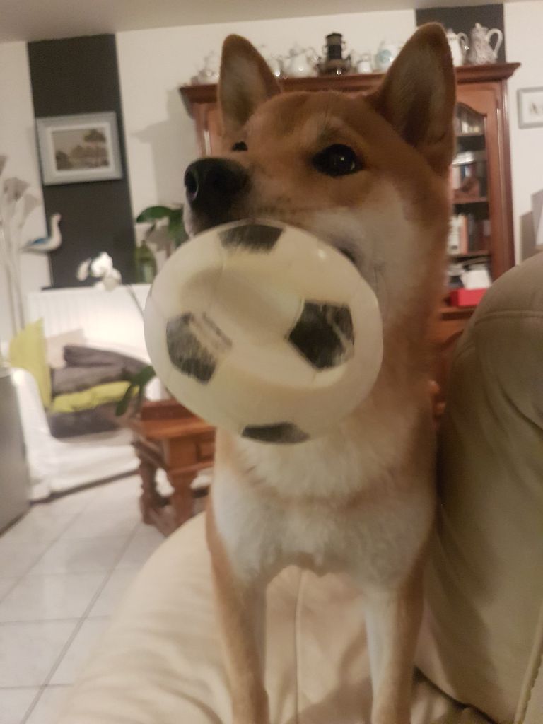 Des nouvelles des chiots de Jin, dans leur maison