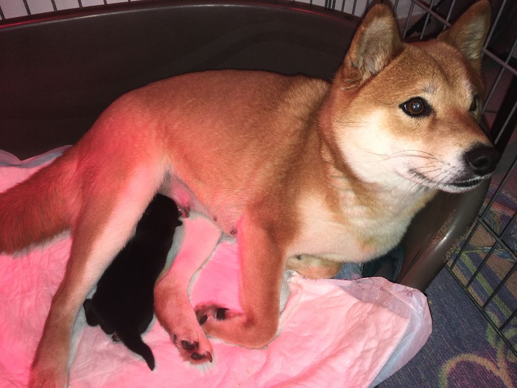 Jin et son chiot - Portée 2018