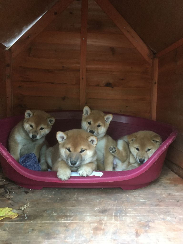 Jin et ses bébés, portée 2019