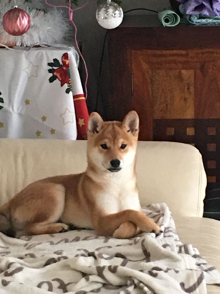 Portée 2019, les bébés en photos dans leur nouvelle maison