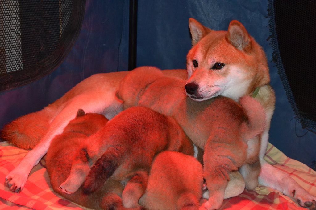 De La Vallee Du Morbras - Shiba - Portée née le 07/09/2019