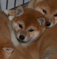 Penny Queen de la Vallée du Morbras