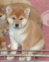 Princess Ame de la Vallée du Morbras