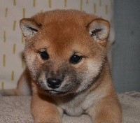 Paco de la Vallée du Morbras