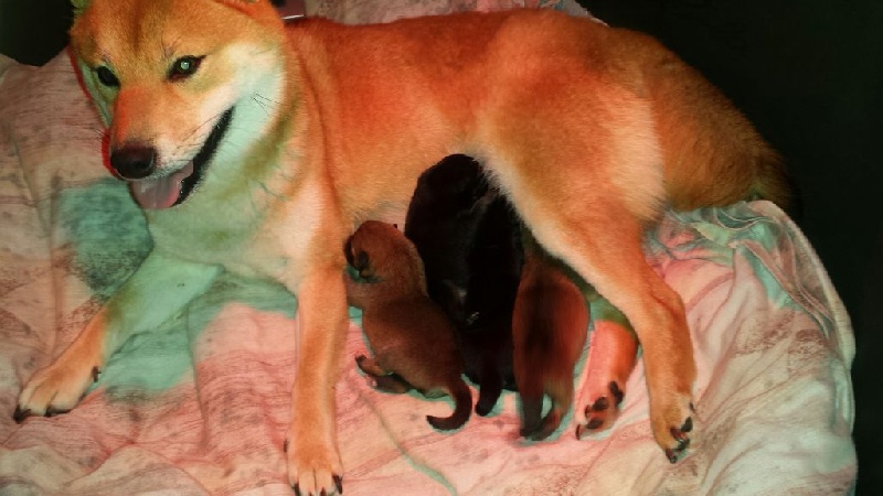 De La Vallee Du Morbras - Shiba - Portée née le 12/11/2016